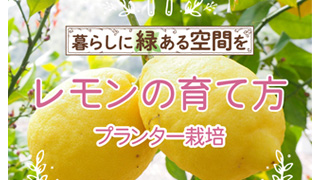 レモンの育て方