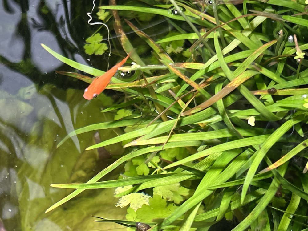 メダカの飼い方｜種類・水槽・水草・繁殖方法までまとめて解説