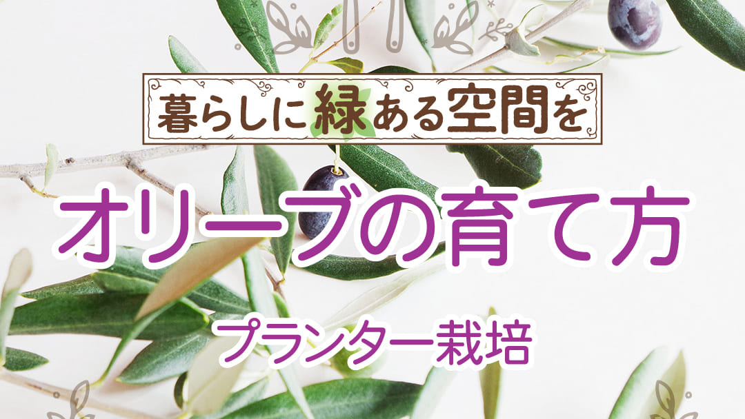 オリーブの育て方