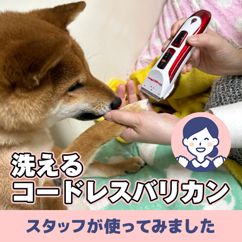 【連載】春仕様のあんこに変身★もさもさの毛をバリカンできれいに♪　ーあんこが家にやってきたー