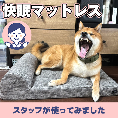 【連載】あんこも爆睡!快眠マットレス ーあんこが家にやってきたー