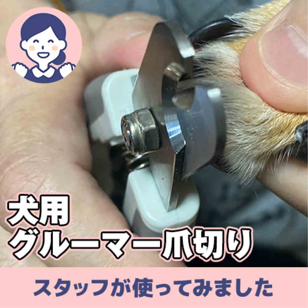 【連載】ピンピンに伸びた爪のケアーあんこが家にやってきたー