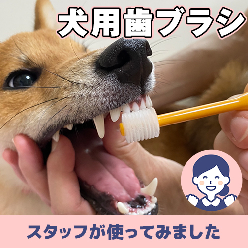 【連載】毎日のケアアイテムーあんこが家にやってきたー