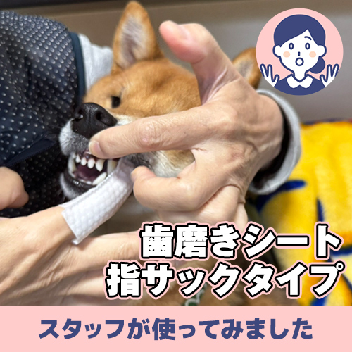 【連載】歯磨きシートでデンタルケア　ーあんこが家にやってきたー