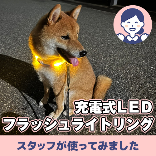 【連載】夜のお散歩部長にあんこが就任します ーあんこが家にやってきたー