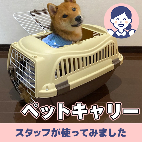 【連載】お出かけするときに使いたいアイテムーあんこが家にやってきたー