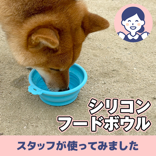 【連載】あんこのお散歩アイテム②　元気いっぱい走りまわって水分補給！　ーあんこが家にやってきたー