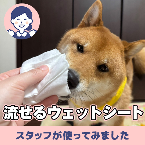 【連載】トイレに流せるウェットシートで、もう匂わない ーあんこが家にやってきたー