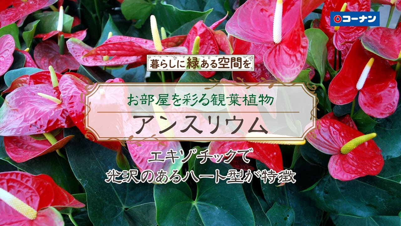 アンスリウムを育てよう【観葉植物】