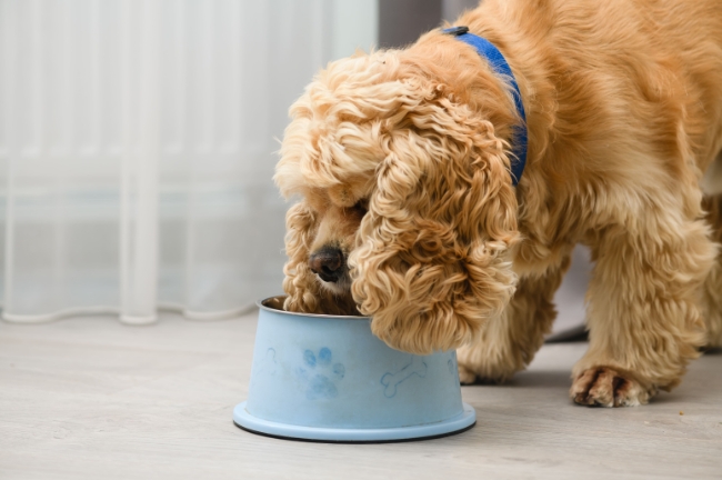 コーナンはドックフードの品揃えが豊富 犬の種類別で選ぶ おすすめのおやつやドックフードは