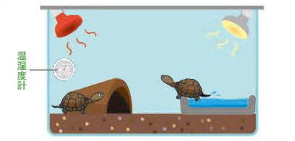 カメを飼おう ホームセンターコーナンの通販サイト