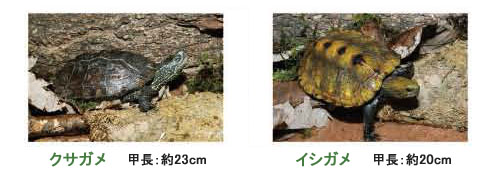 カメを飼おう ホームセンターコーナンの通販サイト