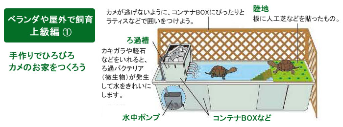カメを飼おう ホームセンターコーナンの通販サイト