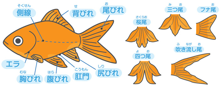 金魚を飼おう ホームセンターコーナンの通販サイト