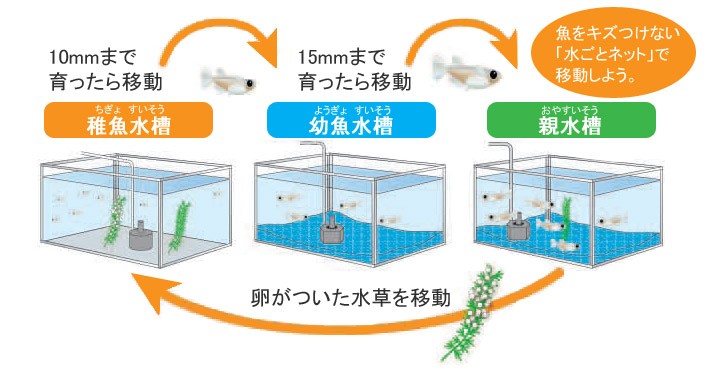 メダカを飼おう|ホームセンターコーナンの通販サイト