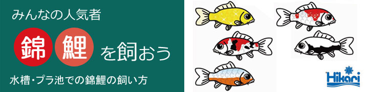 錦鯉を飼おう ホームセンターコーナンの通販サイト