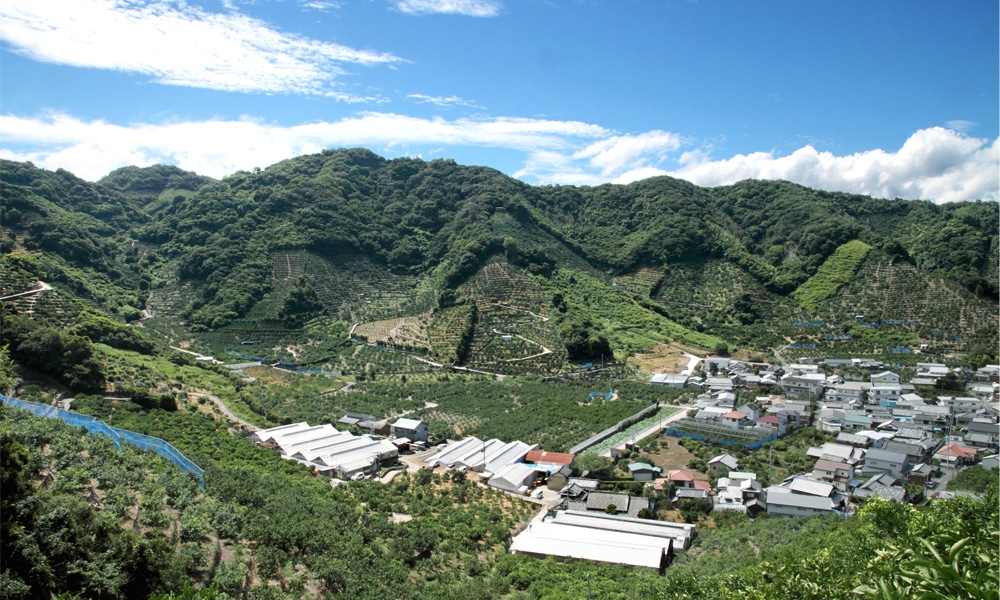 胡蝶蘭専門生産農園