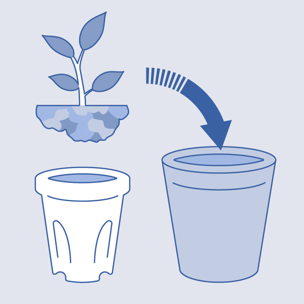 植木鉢の植替え