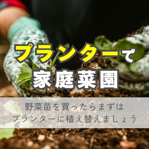 やってみよう！野菜苗の植え替え！