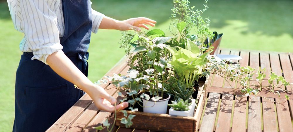 屋外の木製テーブルの上に置かれた複数の鉢植え（アイビー、多肉植物、ハーブなど）を、エプロンを着用した人物が優しく整えているシーン