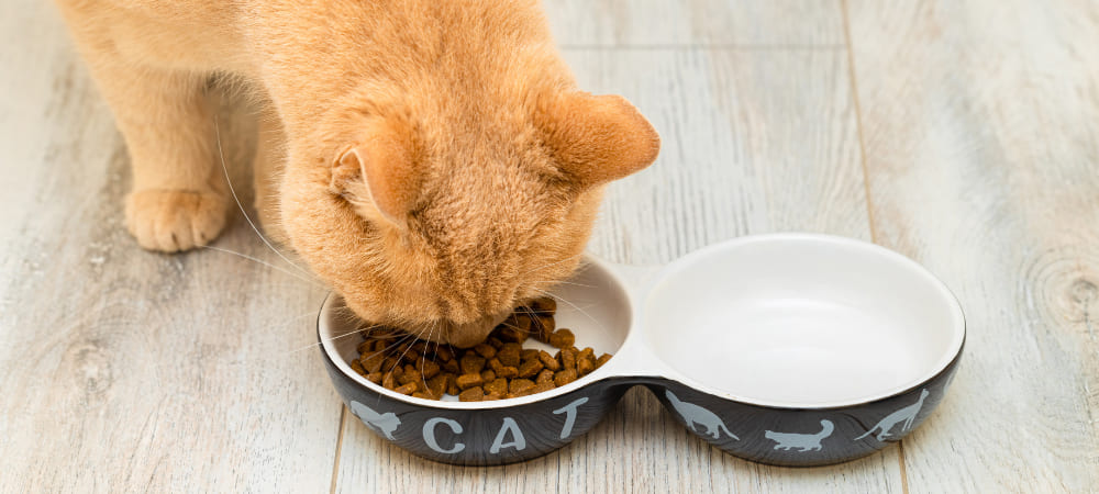キャットフードを食べている猫