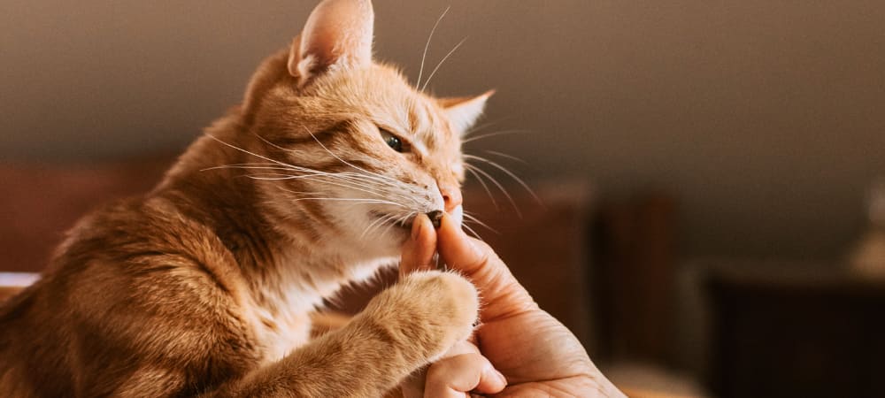 おやつを食べている猫ちゃん