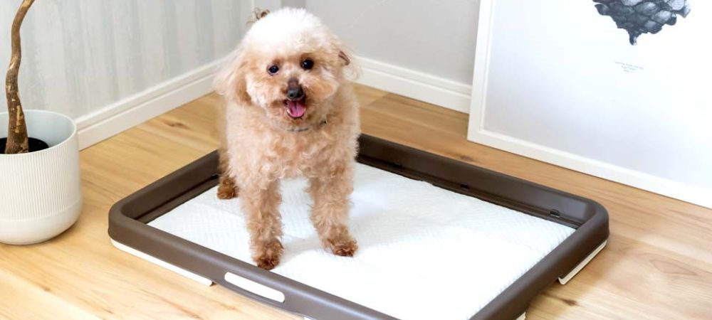 かわいいワンちゃんが犬用トレイの上に立っている