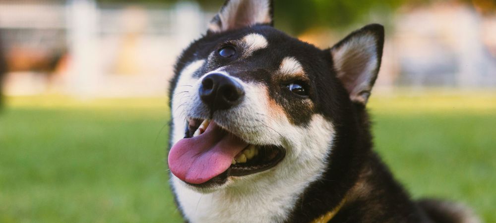 笑っている柴犬の姿