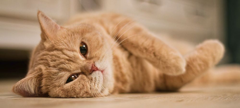 室内でくつろぐ猫のペット生活イメージ