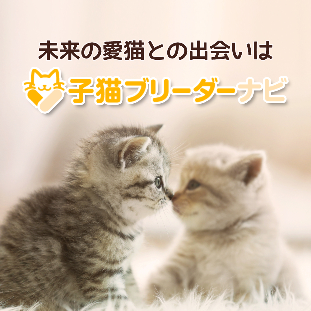 子猫ブリーダーナビ