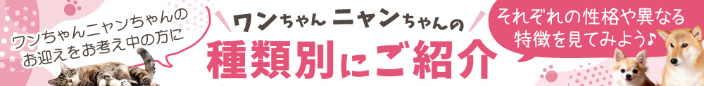 コーナンTips