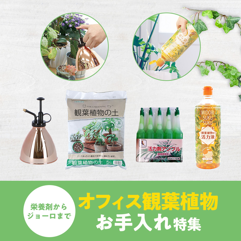 オフィス観葉植物お手入れ特集